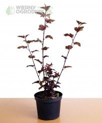 Pęcherznica kalinolistna 'Purpureus'