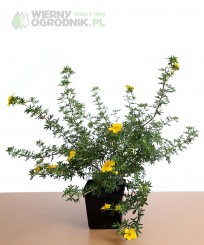 Pięciornik krzewiasty 'Goldfinger'