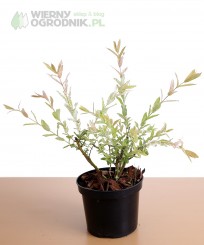 Wierzba całolistna 'Hakuro Nishiki'