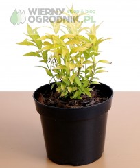 Żylistek wysmukły 'Variegata'