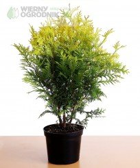 Żywotnik zachodni 'Globosa Aurea' (tuja)