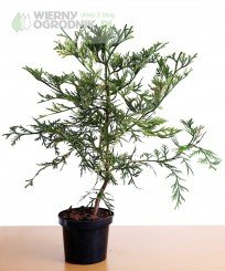 Żywotnikowiec japoński 'Variegata'