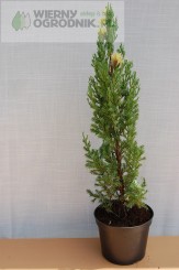 Jałowiec chiński 'Stricta Variegata'