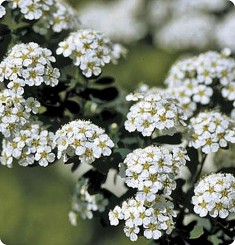 Tawuła nippońska 'Snowmound'