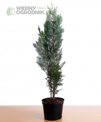 Cyprysik lawsona 'Columnaris'