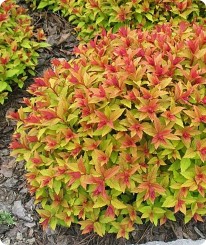 Tawuła japońska 'Goldflame'