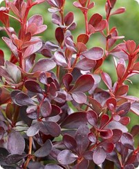 Berberys Thunberga 'Dart's Red Lady'