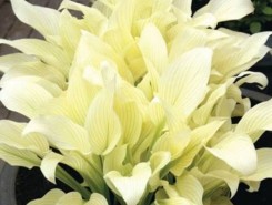 Funkia ogrodowa White Feather