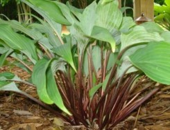 Funkia ogrodowa Red October