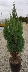 Jałowiec chiński Stricta