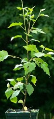 Brzoza papierowa