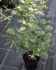 Dereń biały Argenteovariegata