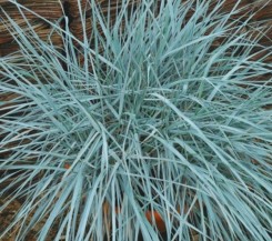 Wydmuchrzyca piaskowa Blue Dune