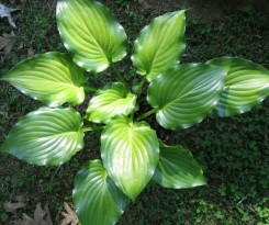 Funkia ogrodowa Invicible