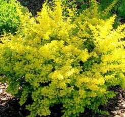 Berberys Thunberga 'Aurea'