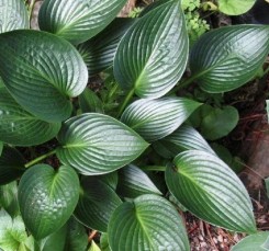 Funkia ogrodowa Devon Green