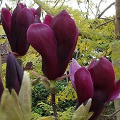 Magnolia purpurowa Nigra