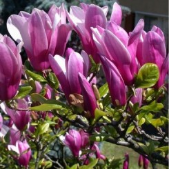 Magnolia pośrednia George Henry Kern