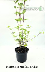 Hortensja bukietowa Sundae Fraise