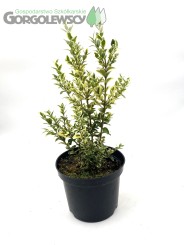 Bukszpan wieczniezielony 'Variegata'