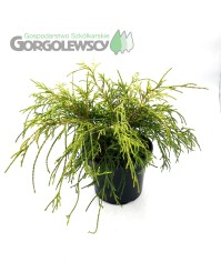 Cyprysik groszkowy Sungold