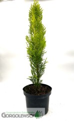 Cyprysik lawsona 'Ivonne'