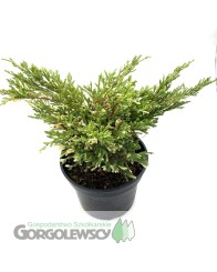 Jałowiec płożący 'Andorra Variegata'