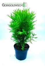 Żywotnik zachodni 'Globosa' (tuja)