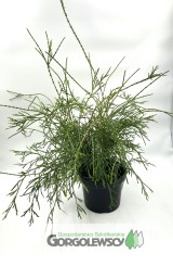 Żywotnik zachodni Filiformis