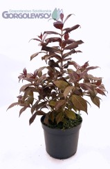 Krzewuszka cudowna 'Nana Purpurea'
