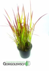 Imperata cylindryczna Red Baron