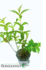 Krzewuszka cudowna 'Bristol Ruby'