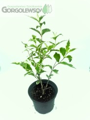 Krzewuszka cudowna 'Variegata'