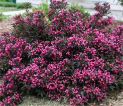Krzewuszka cudowna   Minor Purple