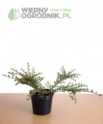 Irga purpurowa 'Variegatus' Irga purpurowa 'Variegatus'