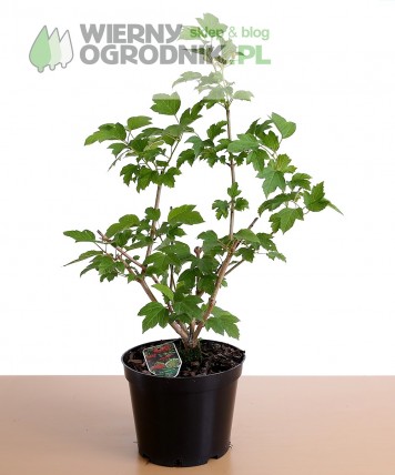 Kalina koralowa 'Compactum' Kalina koralowa 'Compactum'