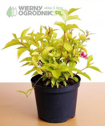 Krzewuszka cudowna 'Aurea' Krzewuszka cudowna 'Aurea'