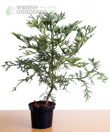 Żywotnikowiec japoński 'Variegata' Żywotnikowiec japoński 'Variegata'