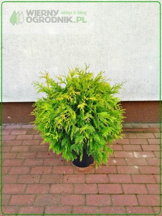 Żywotnik zachodni 'Globosa Aurea- tuja Żywotnik zachodni 'Globosa Aurea- tuja