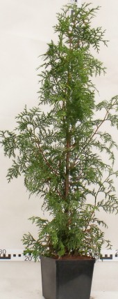Żywotnik olbrzymi 'Excelsa' - Tuja Żywotnik olbrzymi 'Excelsa' - Tuja