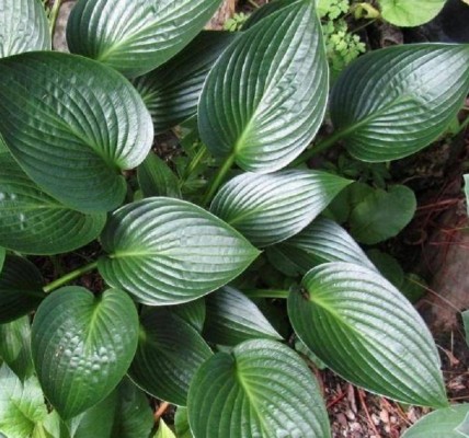 Funkia ogrodowa Devon Green Funkia ogrodowa Devon Green