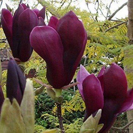 Magnolia purpurowa Nigra Magnolia purpurowa Nigra