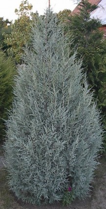 Jałowiec skalny Sprinbank