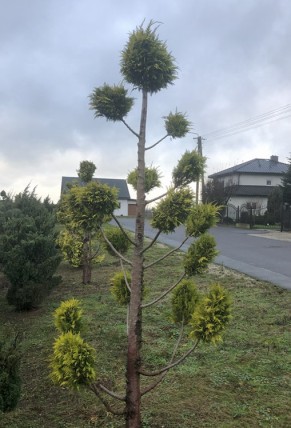 Cyprysik lawsona strzyżony wiele kul ( bonsai) Cyprysik lawsona strzyżony wiele kul ( bonsai)