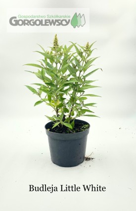 Budleja Davida Little White Budleja Davida Little White