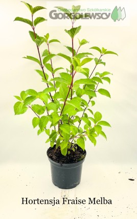 Hortensja bukietowa Fraise Melba Hortensja bukietowa Fraise Melba