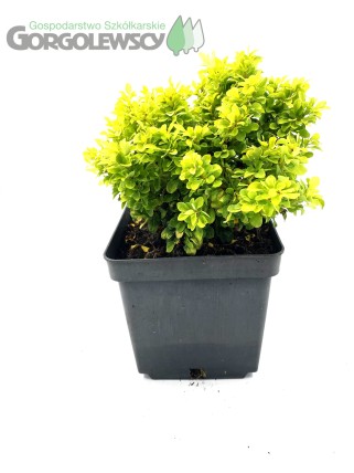 Berberys Thunberga Bonanza Gold Berberys Thunberga Bonanza Gold