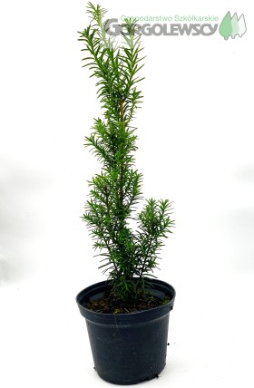 Cis pośredni 'Hicksii' Cis pośredni 'Hicksii'