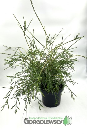 Żywotnik zachodni Filiformis Żywotnik zachodni Filiformis