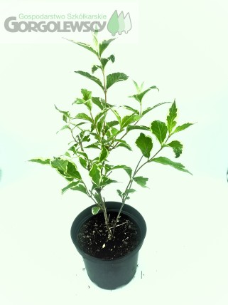 Krzewuszka cudowna 'Variegata' Krzewuszka cudowna 'Variegata'